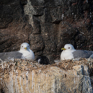 Farne Islands - Kittiwakes